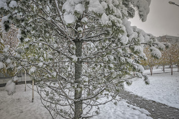 pine close-up of fresh snow