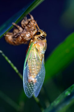 A Japanese black cicadas-Cryptotympana facialis- that emerged in the leaves of lily in Fukuoka city, JAPAN. It is in July. We called the Kumazemi the black cicadas in Japan.