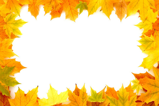 Frame out of real, natural autumn chestnut tree leaves isolated on white background.