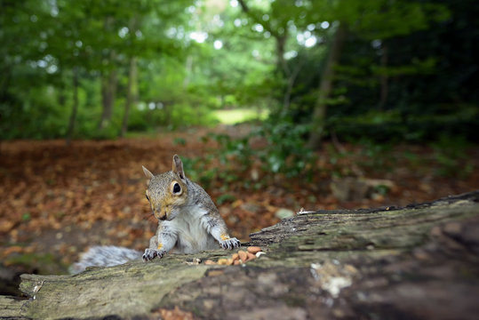 Grey squirrel
