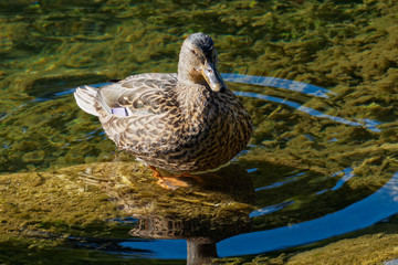 Ripples circle around a Mallard standing in a stream.
