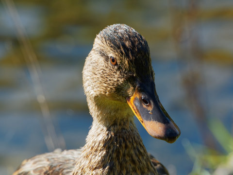 Closeup of a Mallard duck