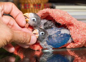 Naklejka premium Baby lovebirds playing with the guy's hand on table in house