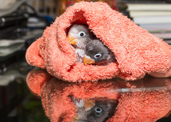 Baby lovebirds in cloth nest on glass table in house