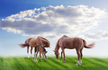 Obraz na płótnie Canvas serenity - the family under a peaceful sky horses