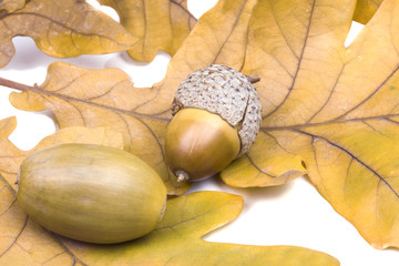 dried acorns on oak leaves dry close