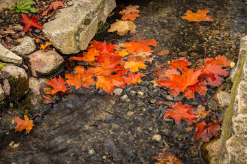 Autumnal motif with a brook and maple leaves at the stone bottom