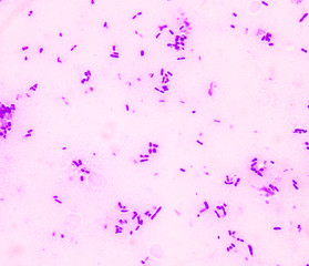 budding yeast cell structure