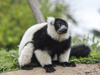Lemure Varecia (Varecia Variegata)