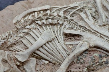 発掘中の恐竜の化石