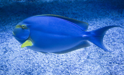Atlantic blue tang (Acanthurus coeruleus)