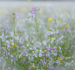 Wild flowers in a field