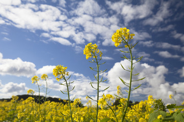 Obraz premium yellow canola or mustard on a field