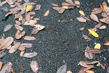 Fall on the Road to Health Park