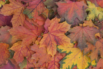 many scattered colorful multi-colored autumn maple leaves close