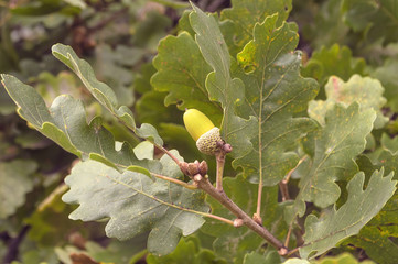 Green acorn on branch of the oak