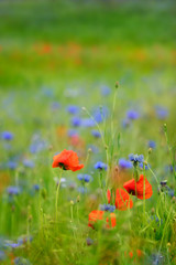 Fototapeta na wymiar Wildflower Meadow full of Poppies and Cornflowers, selective focus 