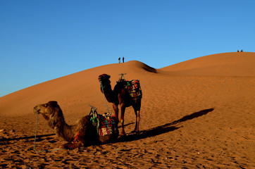 desert dunes camels adventure