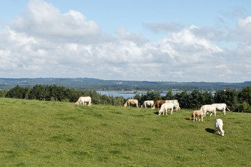 Fototapeta na wymiar Cattle in the Field