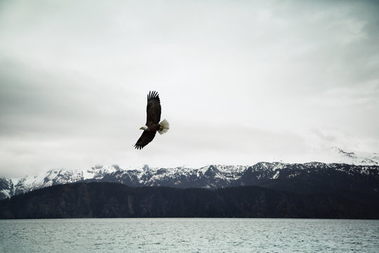 Bald eagle flying over sea against cloudy sky