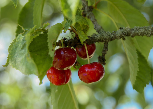 Bigar&aring;er sm&aring; goda frukter som h&auml;nger p&aring; en gren bland gr&ouml;na blad
