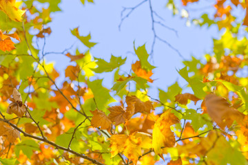 maple tree leaves