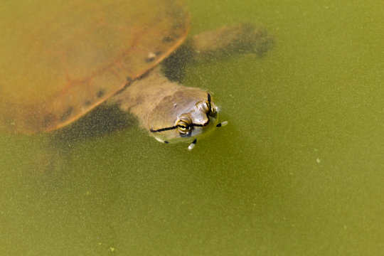 Turtle swimming at a lake