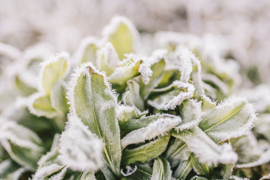 Close-up of frosted plants
