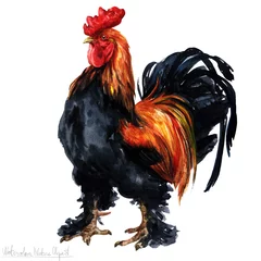  Watercolor Rooster, Isolated © nataliahubbert