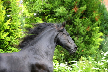 Galoppierender Friese