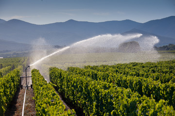 Processing and care of the vineyards