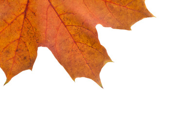 part of the beautiful autumn maple leaf