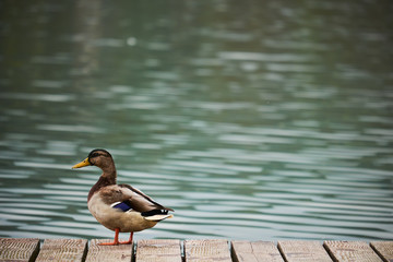 Duck on the pier