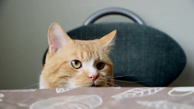 Кот сидит на стуле за обеденным столом