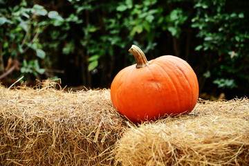 pumpkins, autumn, halloween