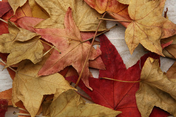yellow red autumn leaves on the background a dark old wood