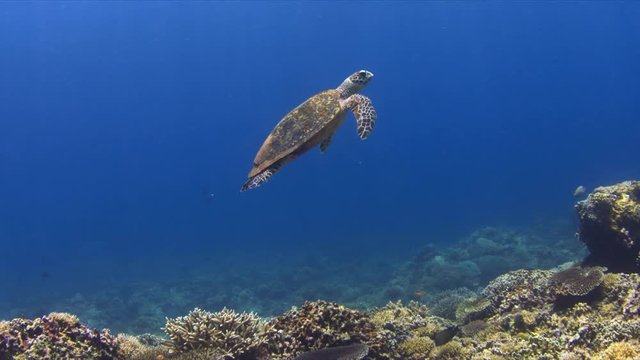 Hawksbill turtle swims over a Coral reef. 4k footage