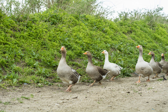 Geese on rural road