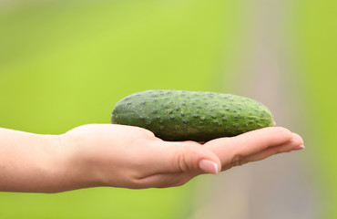 Female hand holding cucumber on blurred background