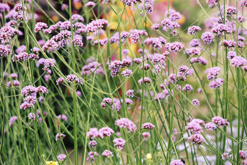 Obraz premium Beautiful purple flowers on meadow
