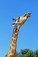 La girafe sort sa langue