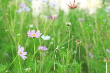 Beautiful meadow with cosmos flowers