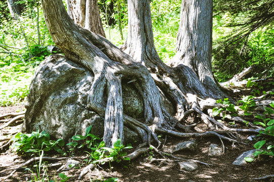 tree roots growing over big rock