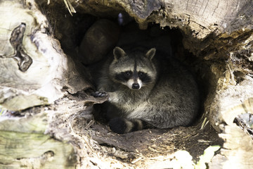 Raccoon in nest