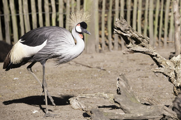 Grey Crowned Crane