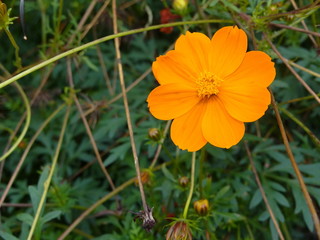 красивый желтый цветок на размытом фоне, Биденс   