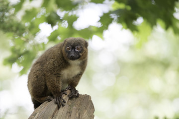 Red-bellied lemur