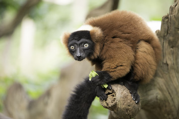 Red ruffed lemur
