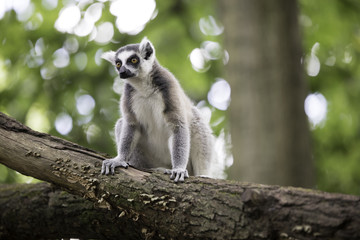 Obraz premium Ring-tailed lemur