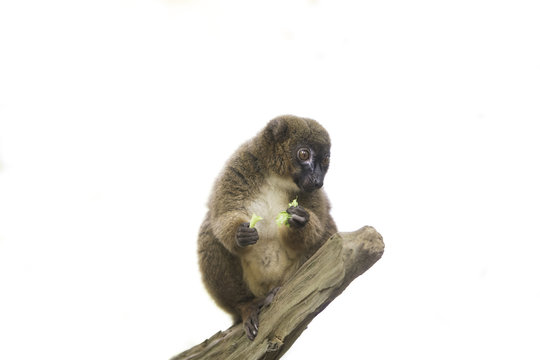 Red bellied lemur on branch, isolated